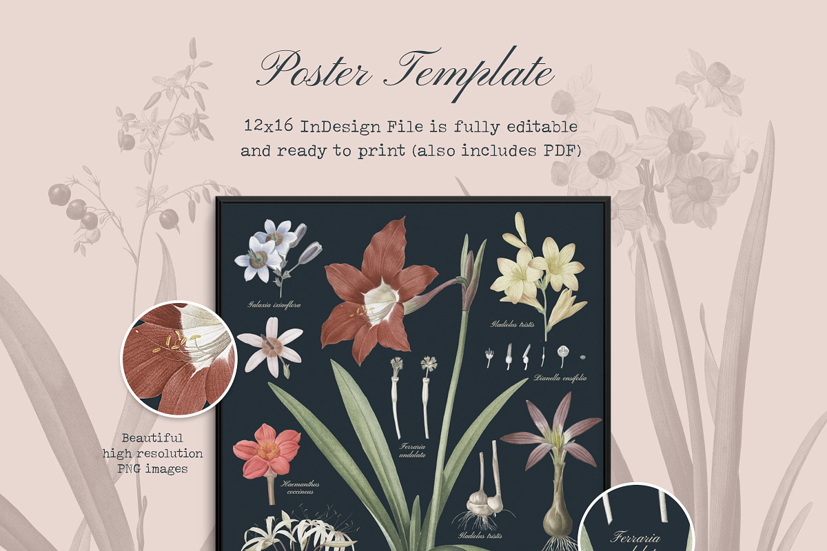 Les liliacees Flowers, an Illustration by Cody Dennison (Photo 3 of 5)
