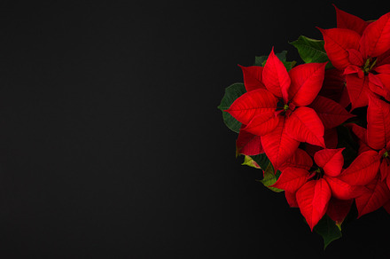 Christmas flower Poinsettia close up, a Nature Photo by Pandateam