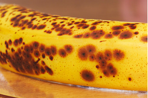 A ripe banana showcases its yellow, a Food & Drink Photo by darksoul72