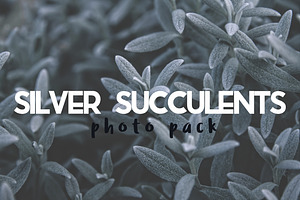 Silver Succulents Photo Pack