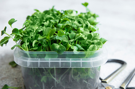 Micro greens. Sprouted Radish Seeds., a Food & Drink Photo by Olena Rudo