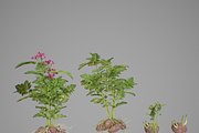 Potato tuber set, an Environmental 3D Model by AndrewWhite (Thumbnail 5 of 7)