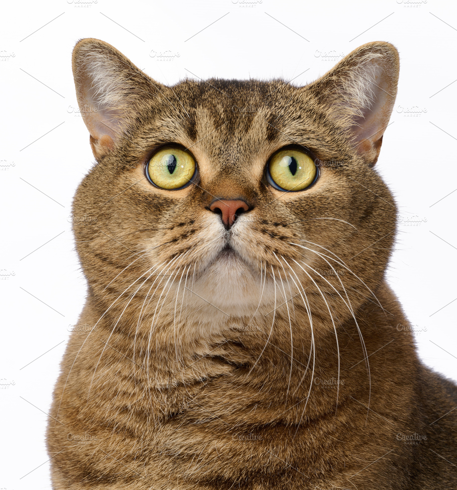 Portrait of a gray straight-eared cat with an attentive gaze of, an Animal Photo by ndanko