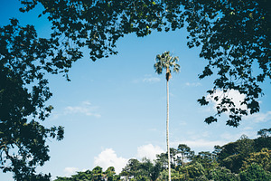Palm tree framed by foliage, a Nature Photo by SkyNext