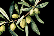 Watercolor Oliva Branch Clipart Png, an Object Graphic by Naty Art (Thumbnail 3 of 8)