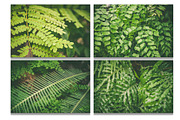 Botanical background bundle 20 jpg, a Nature Photo by WildStrawberry Magic (Thumbnail 3 of 6)