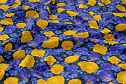 Pattern Pansies and Buttercups, a Pattern Graphic by MarynaPetrovska (Thumbnail 3 of 10)