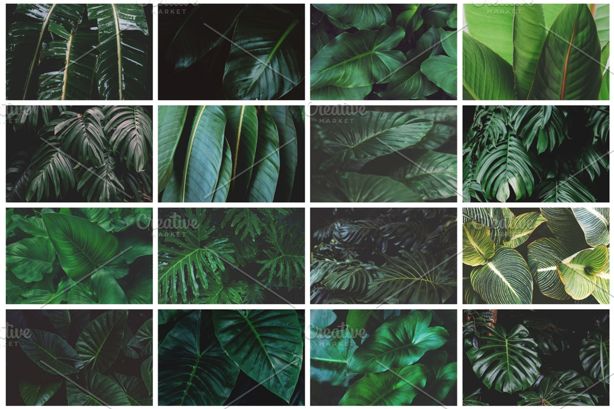 Tropical Leaves Bundle, a Nature Photo by René Jordaan Photography (Photo 2 of 6)