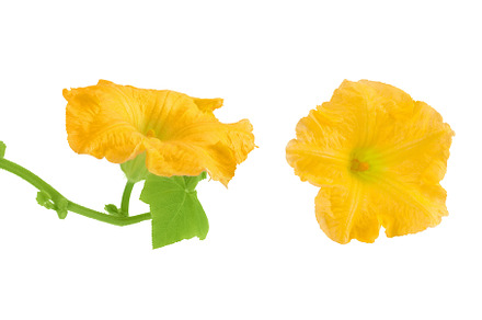 Yellow pumpkin or zucchini flower, a Food & Drink Photo by NataPhoto