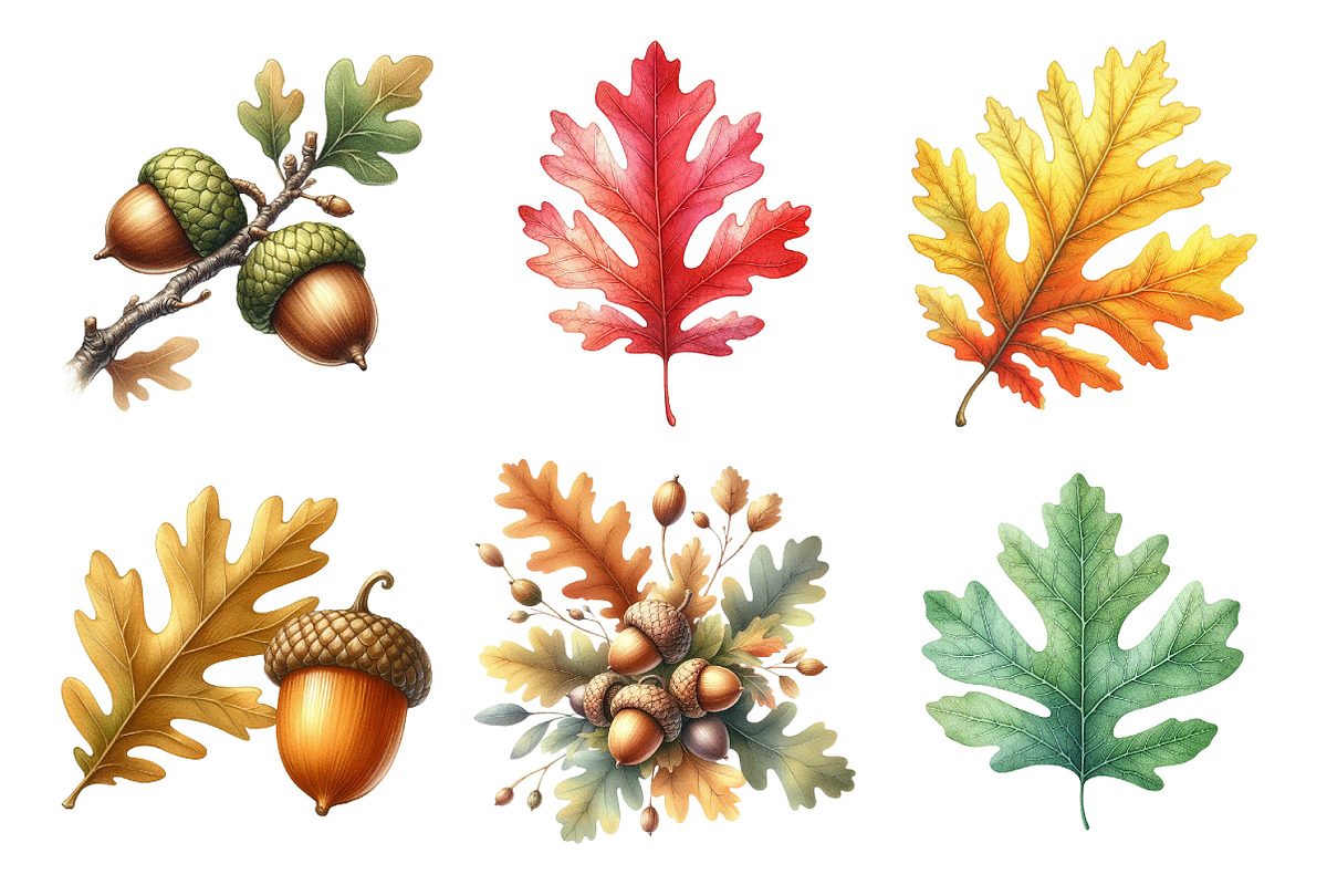 Acorns & Oak Leaves Clipart, an Illustration by Daily.Designs (Photo 3 of 5)