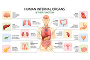 Human Internal Organs, a Healthcare Illustration by alexdndz (Thumbnail 2 of 3)