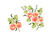 Peaches watercolor clipart, a Food Illustration by AnnelyBlooms (Thumbnail 4 of 6)