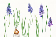 Botanical Muscari Set, an Illustration by Olga Koelsch (Thumbnail 4 of 9)