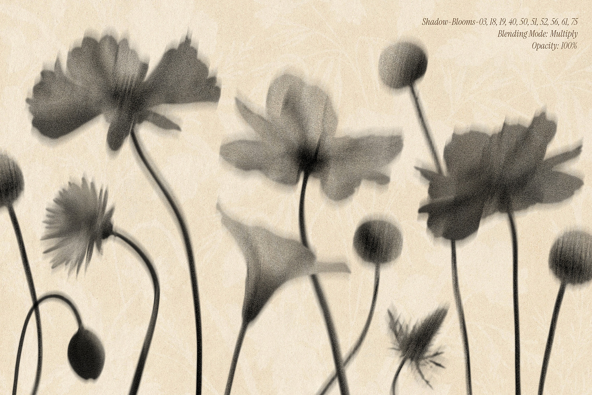 Shadow Blooms, an Object Graphic by Dina Mae (Photo 8 of 10)