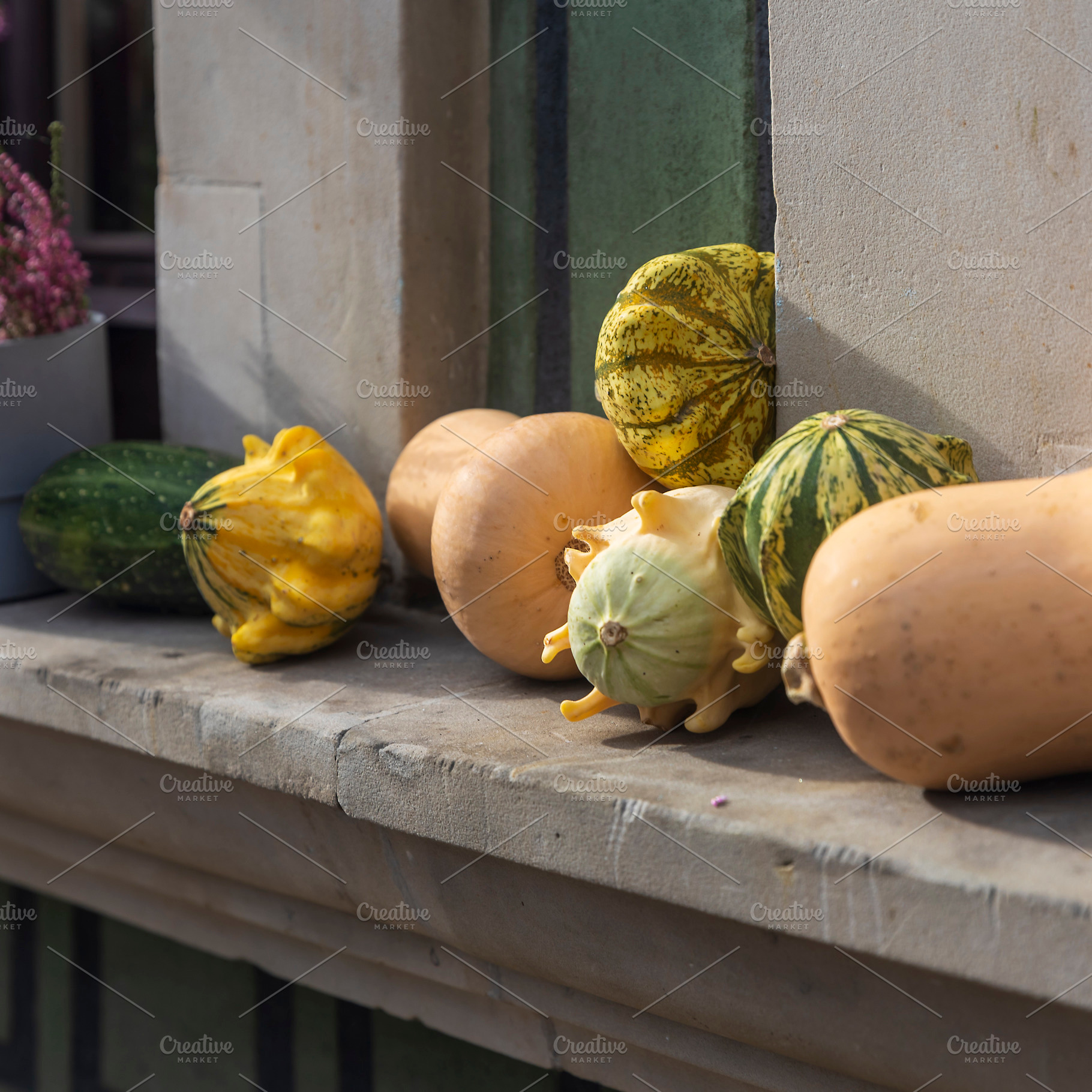Assortment of Decorative Gourds, a Holiday Photo by Imaginarium