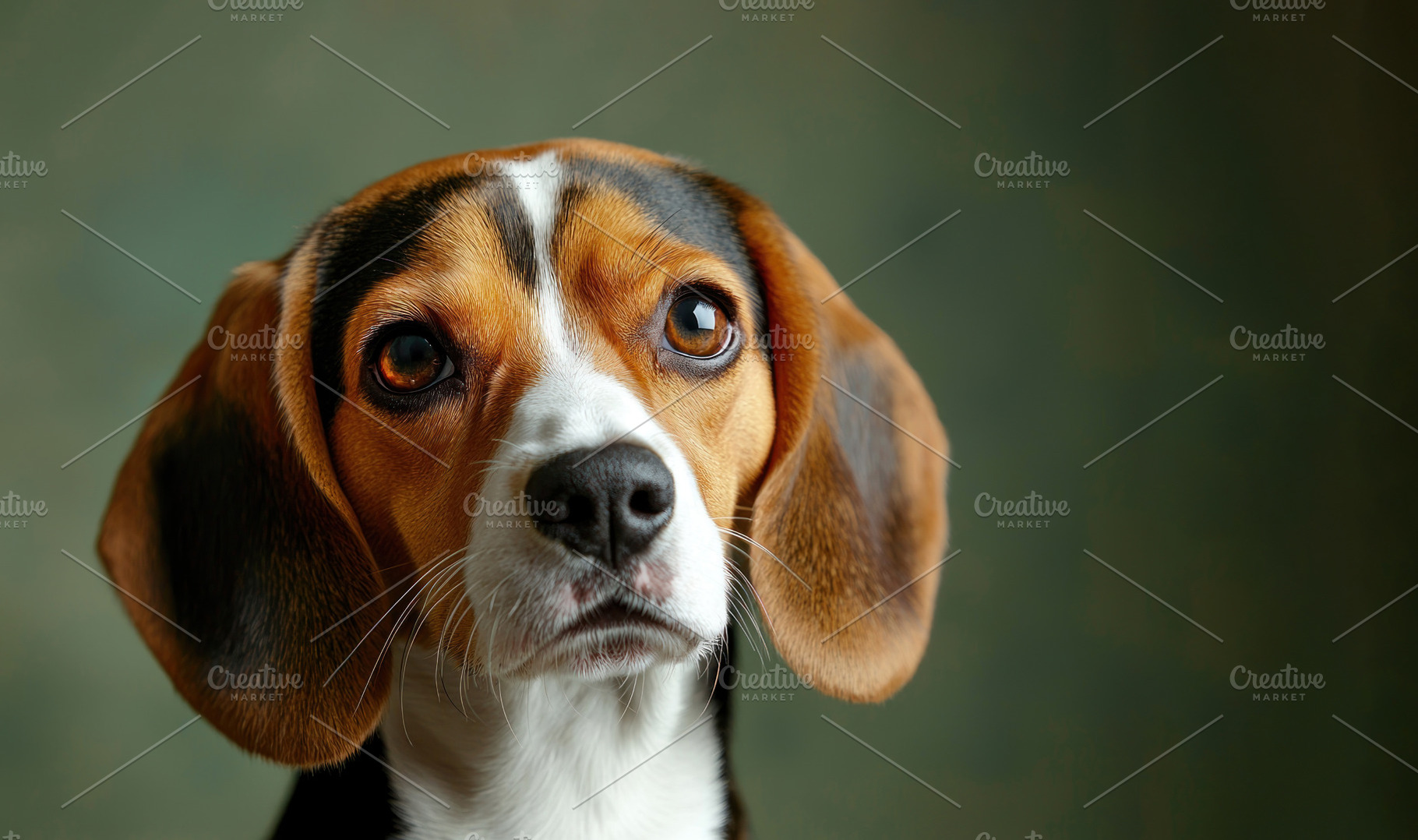 Close up portrait of a Beagle dog with expressive eyes and flopp, an Animal Photo by José Manuel Gelpi