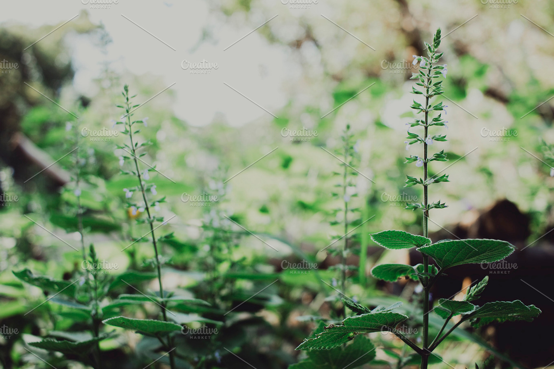 Forest flowers stock photo containing forest and flowers, a Nature Photo by René Jordaan Photography