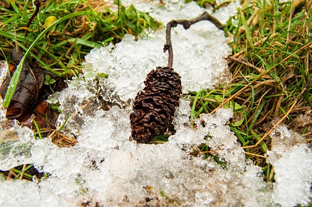 First Snow in the Forest
