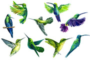 Tropical Birds, Watercolor painting, an Animal Illustration by Hanna Hryharenka (Thumbnail 3 of 13)