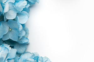 Blue hydrangea flowers creating a beautiful floral border, a Nature Photo by Olena Rudo