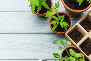 Gardening tools and seedlings on rustic wooden table promoting s, a Nature Photo by Olena Rudo