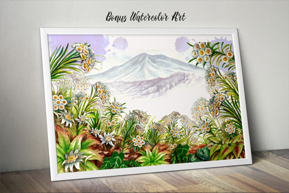 Watercolor Edelweiss, a Decorative Illustration by Graphobia (Photo 8 of 8)