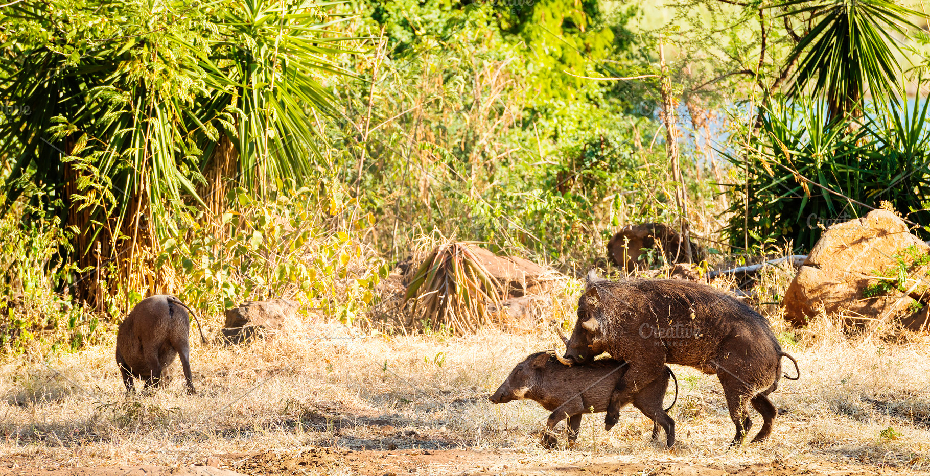 Mating Warthogs in Wild, an Animal Photo by THP Creative