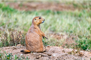 Black-tailed Prairie Dog standing, an Animal Photo by Leonid Andronov