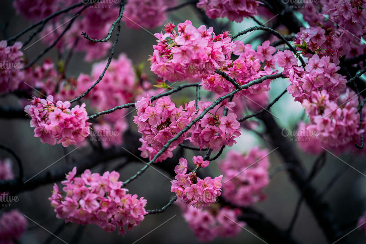 Japanese Cherry Blossom Photo Bundle, a Nature Photo by Silent Nature (Photo 7 of 10)