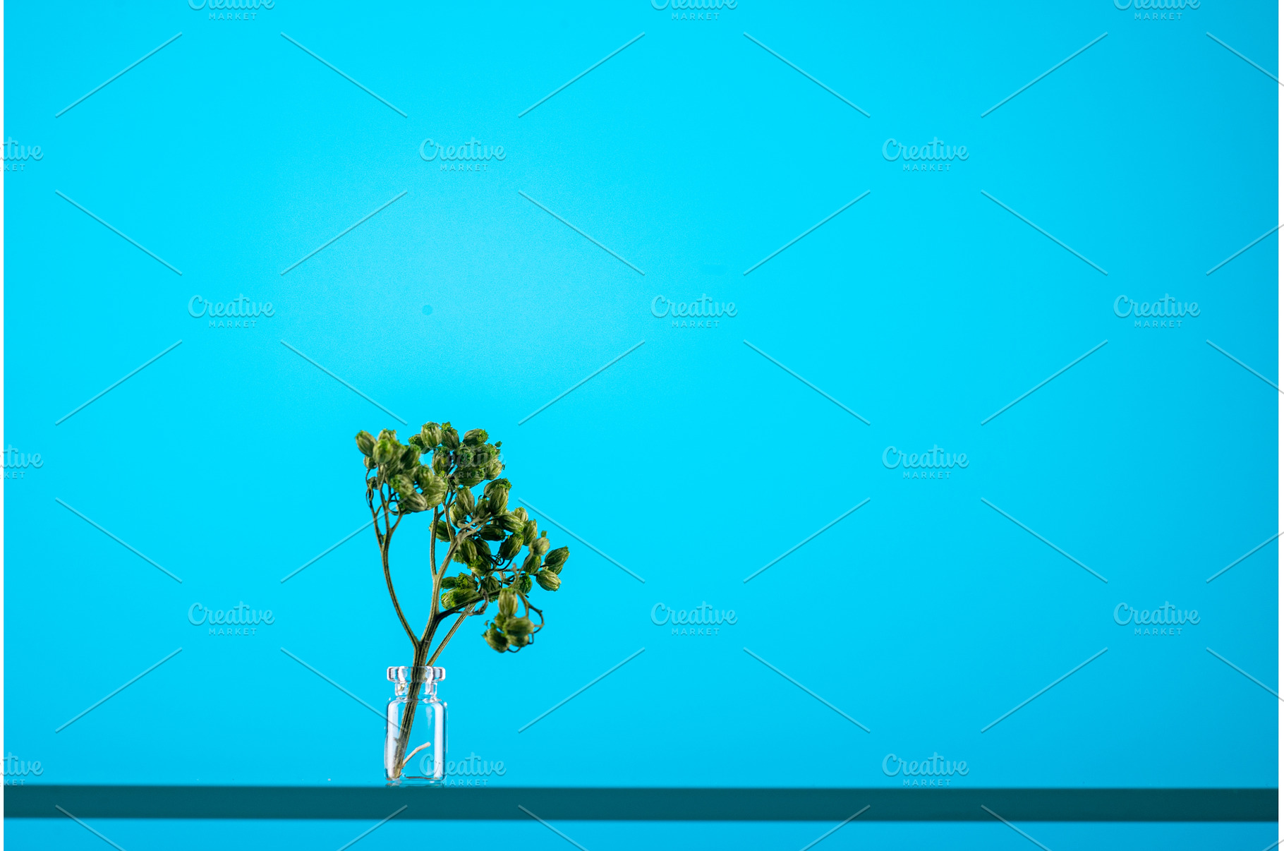 Miniature green plant in a medicinal, an Abstract Photo by Stockphoto by vzwer