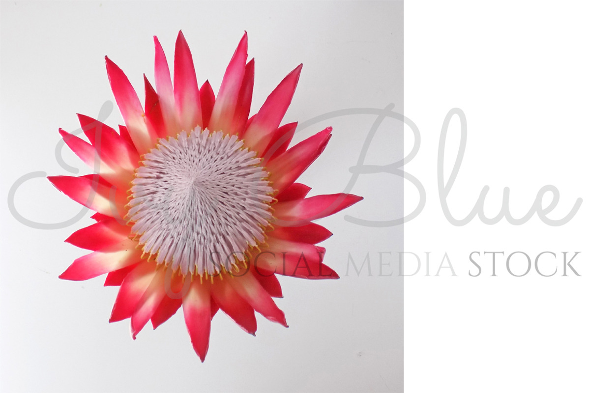 Madiba Collection - 11, a Product Mockup by Ivy Blue