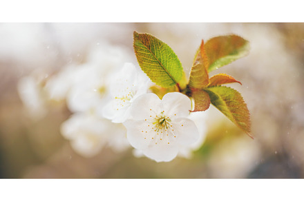 Flowering tree branches in spring, a Nature Photo by yanadjana