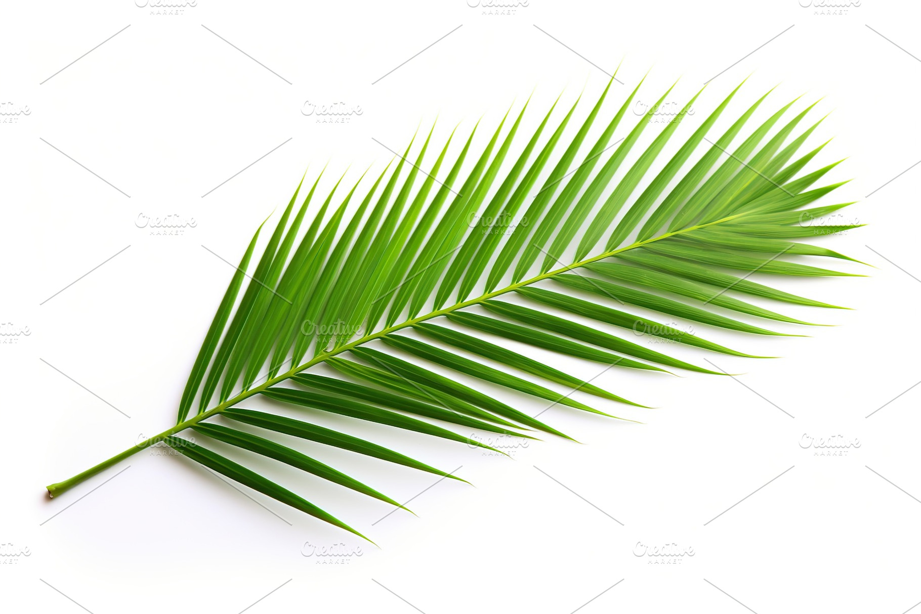 Green palm leafs on white background, a Nature Photo by AlyaAnd