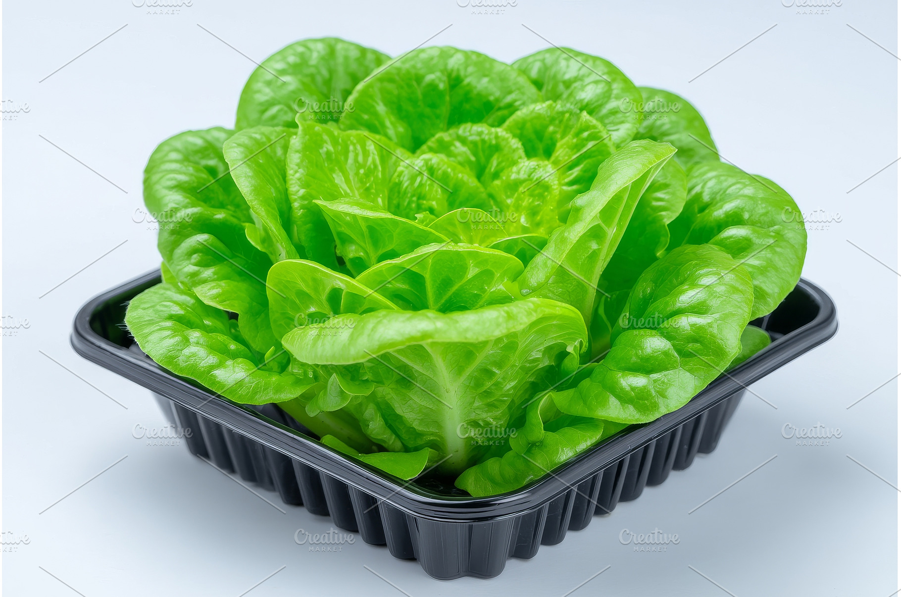 Growing green sprouts in blocks of, a Food & Drink Photo by ZinetroN