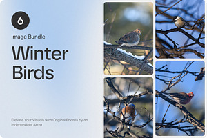 6 Image Bundle: Winter Birds