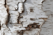 30 Wood & Timber Textures 4K, a Texture Graphic by Mockup Bureau (Thumbnail 7 of 7)