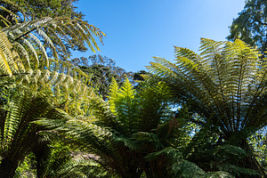 Lush green tree ferns under a bright blue sky, a Nature Photo by GoodGoods