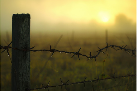 Metallic Barbed wire field. Generate, a Nature Photo by Ylivdesign