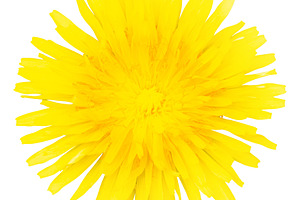 Dandelion yellow flower, a Nature Photo by Vapi