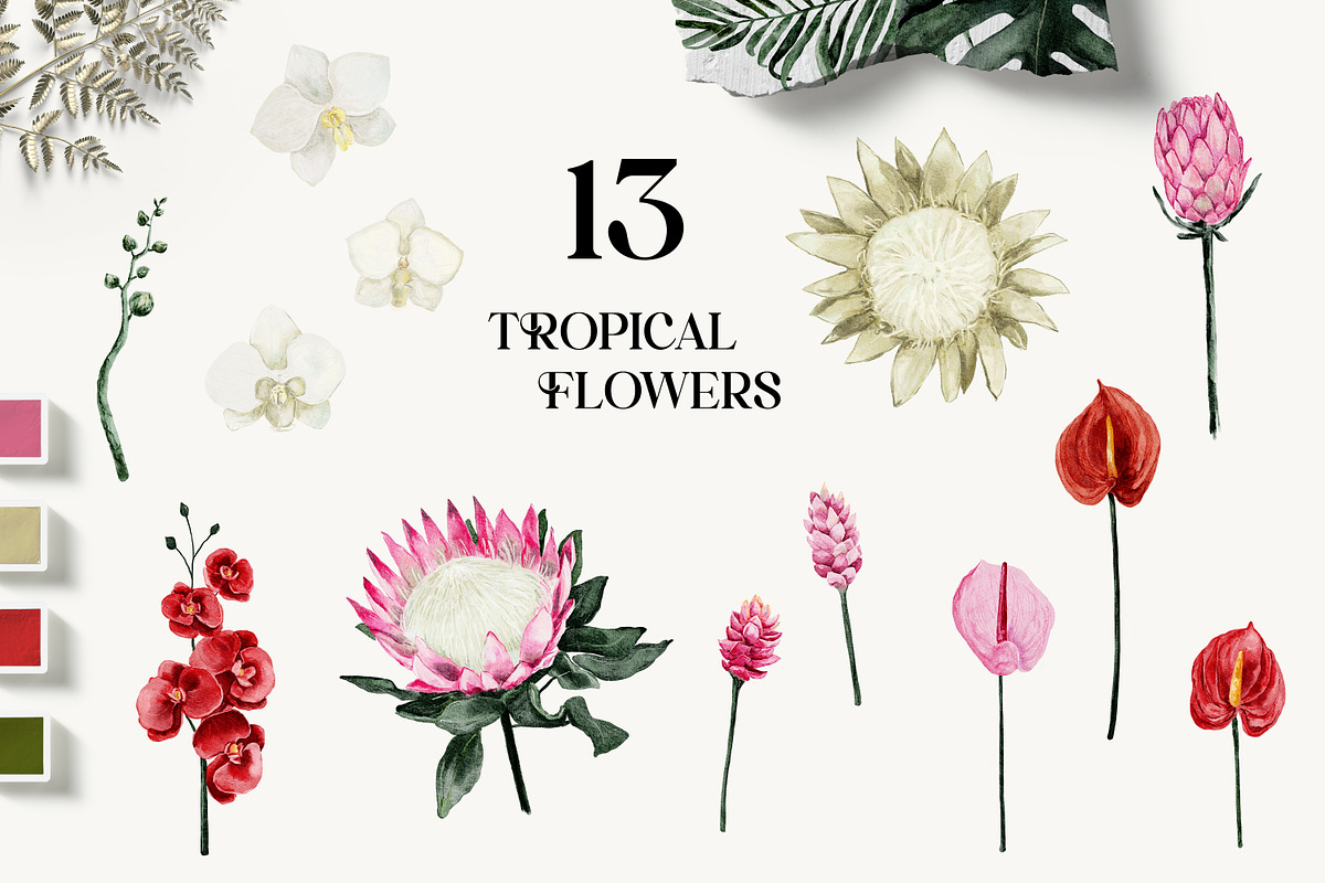 Protea - tropical collection, a Texture Illustration by Backyard Rose (Photo 4 of 22)