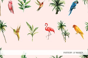 ANIMAL KINGDOM & Animals Patterns