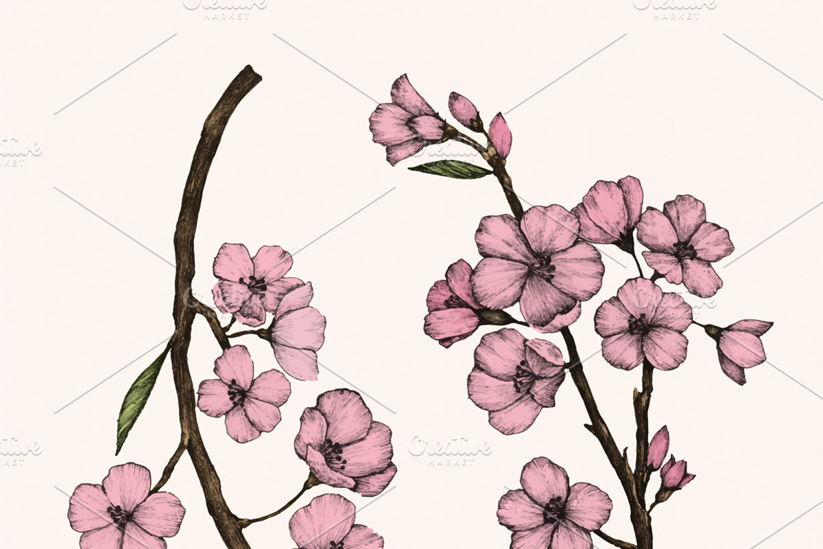 Cherry Blossom flower, an Illustration by rawpixel