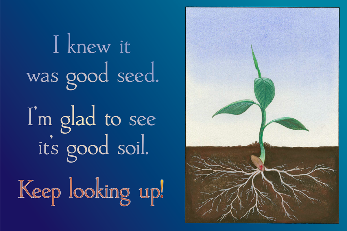 It is good seed! Graphic package preview 2