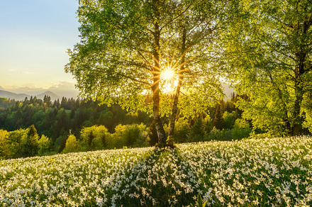 Birch tree and daffodil flowers, a Nature Photo by Dreamy Pixel