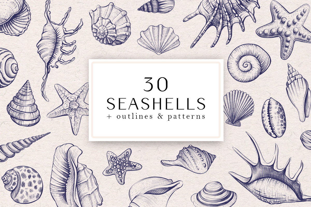 Sea Shells Collection, a Food Illustration by Aquatinta (Photo 1 of 9)