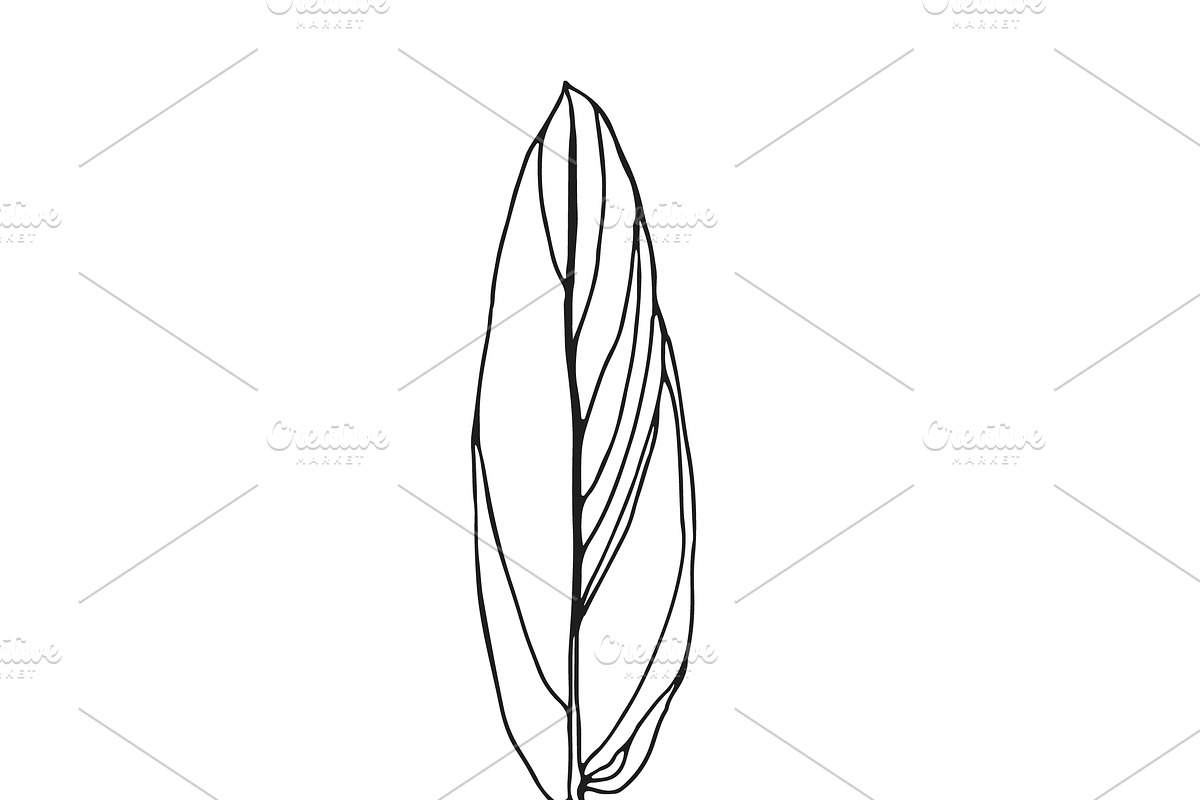 Palm Leaves svg, Botanical png, a Decorative Illustration by Watercolor_Vector Graphic (Photo 19 of 25)