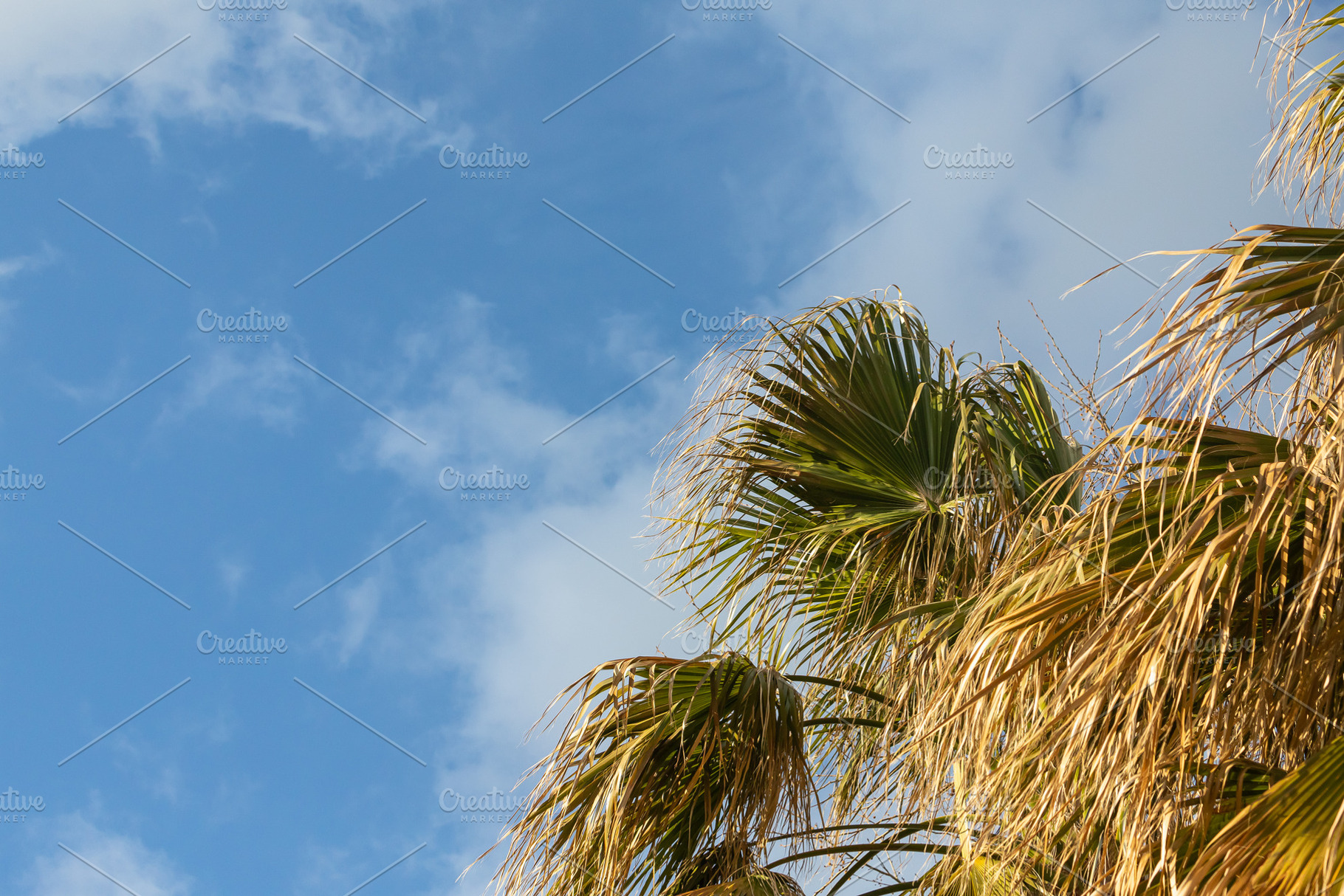 Nature, a Background Photo by Sova