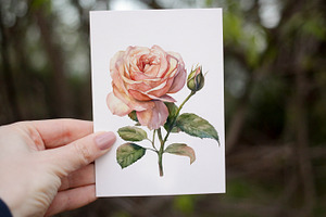 Peach Roses Watercolor Clipart. AI