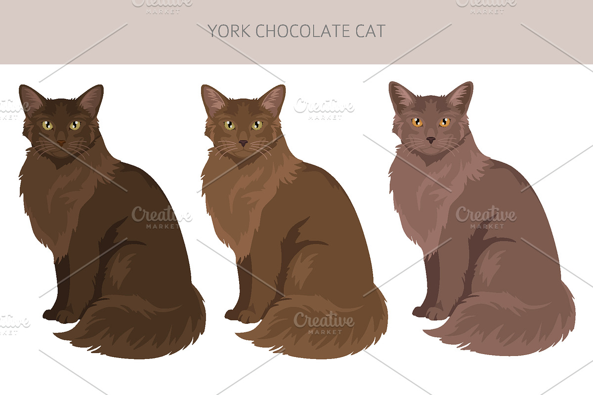 York Chocolate cat clip art, an Animal Illustration by pet design shop (Photo 3 of 4)