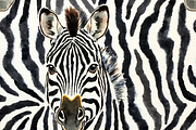 Zebra Seamless Pattern, a Pattern Graphic by PLUM&FIGS (Thumbnail 2 of 6)